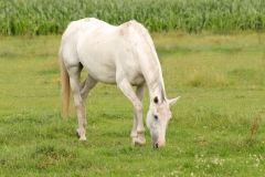 wit-paard1