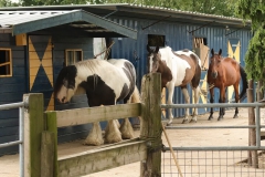 drie-paarden