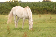 wit-paard