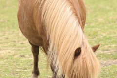bruin-paard